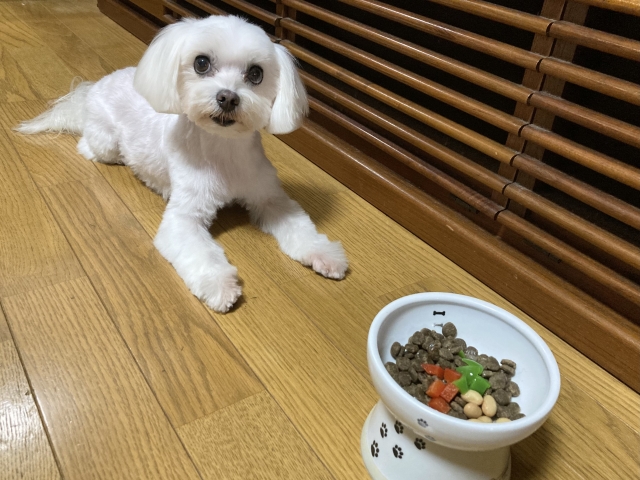 パプリカが入ったごはんを待っている犬