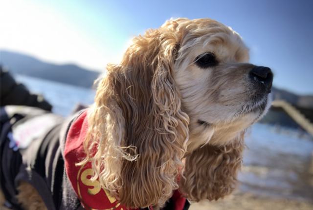 アメリカンコッカースパニエル