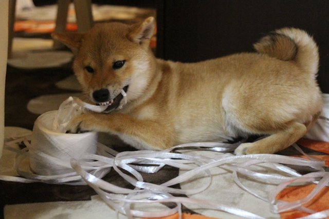 紐を食べる柴犬