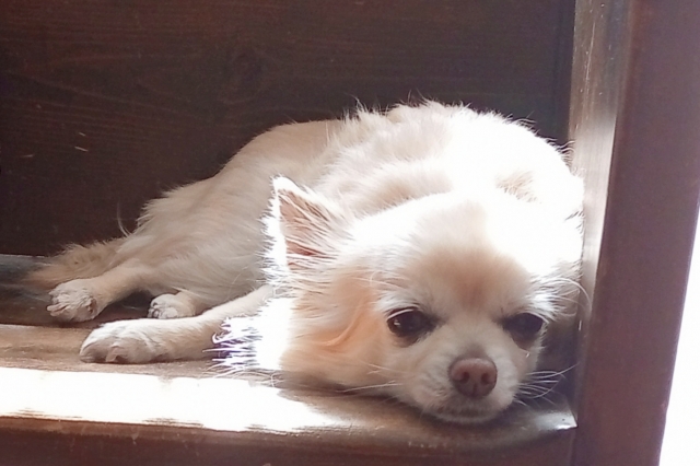 ぐったりしているチワワ