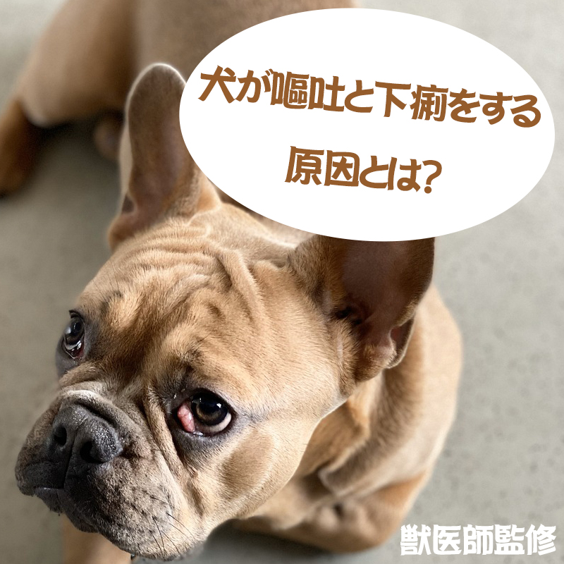 【獣医師監修】犬が嘔吐と下痢をした時に考えられる原因や疾患は？