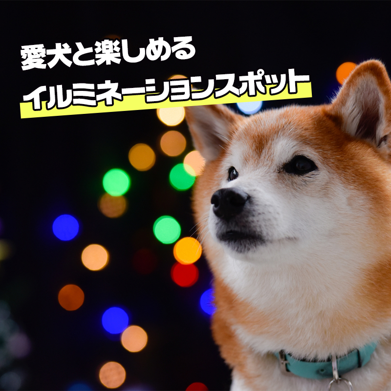 【2023年最新】愛犬と楽しめるイルミネーション12選！クリスマスを満喫♪