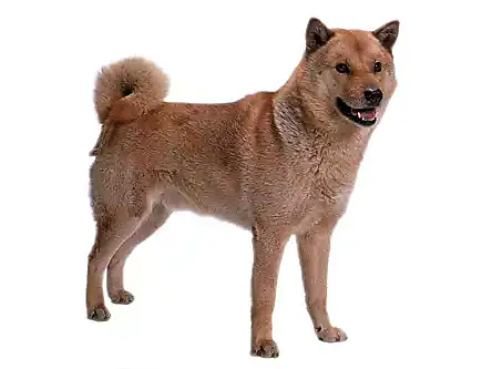 北海道犬