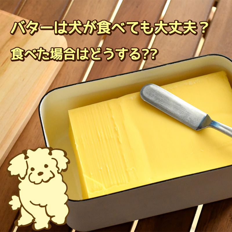 バターは犬が食べても大丈夫？食べた場合はどうする??