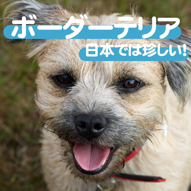 日本では珍しい?!ボーダーテリアってどんな犬種？