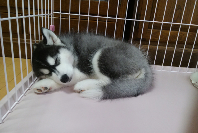 ぬいぐるみみたいなシベリアンハスキーの子犬