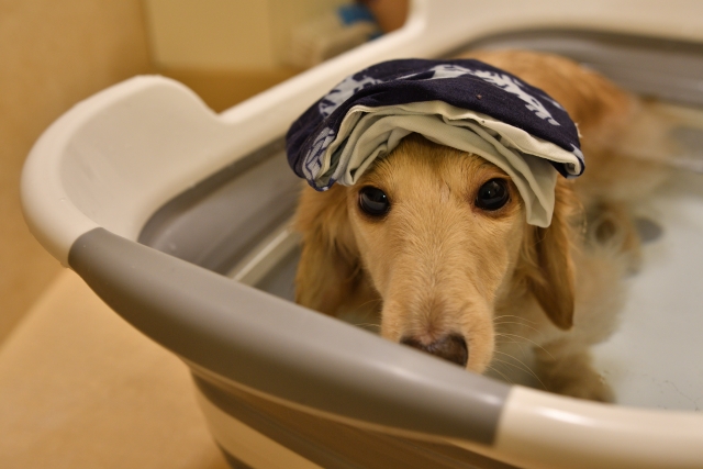 犬用バスタブで入浴を楽しむ犬