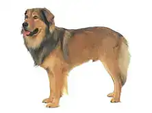 チベタン・マスティフ