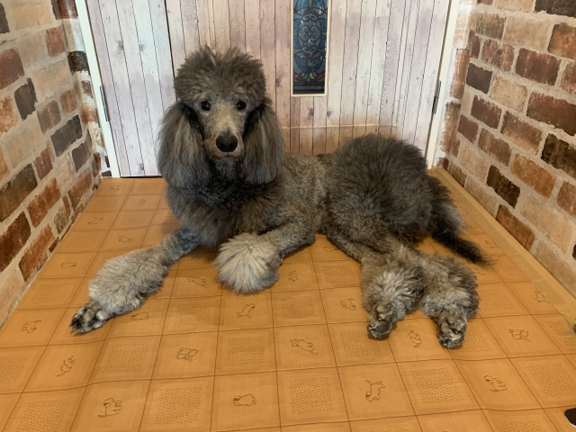 スタンダード・プードル