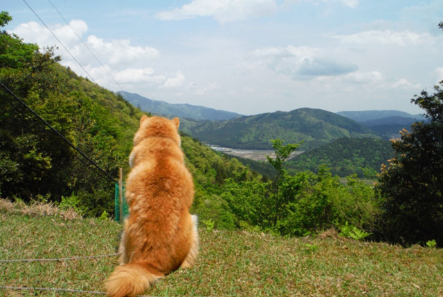 山からの景色を眺める柴犬