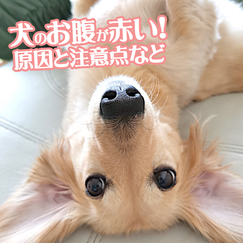 【獣医師監修】愛犬のお腹が赤い!!考えられる原因と注意点を解説