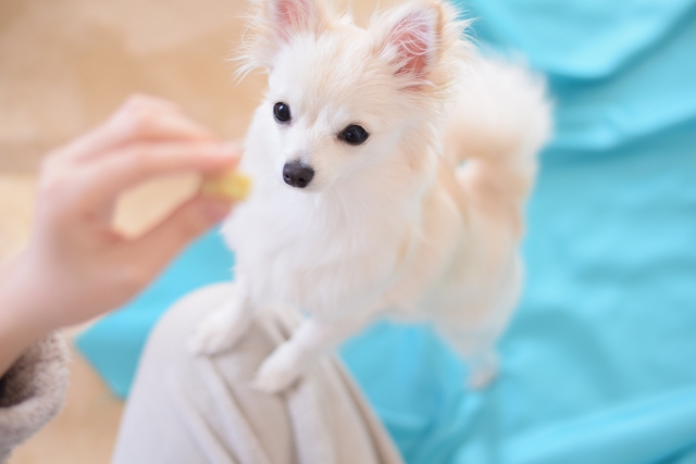 おやつをおねだりする犬