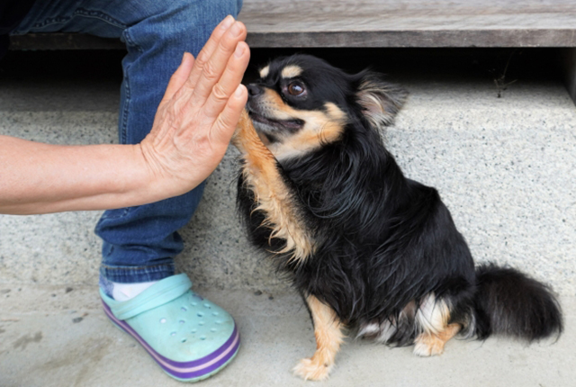 ハイタッチする犬