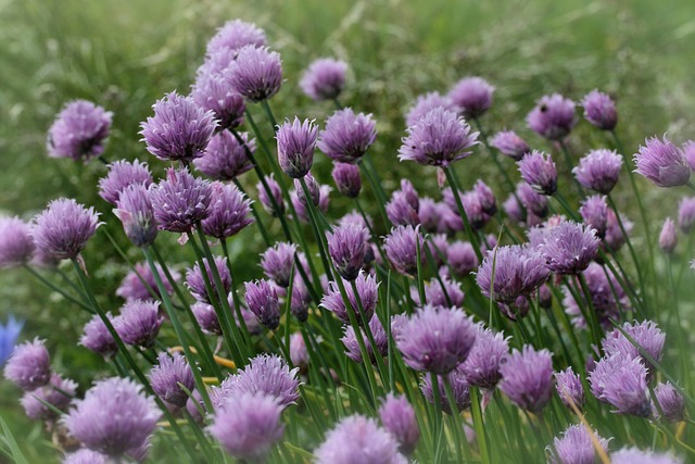 chives-7393627_640