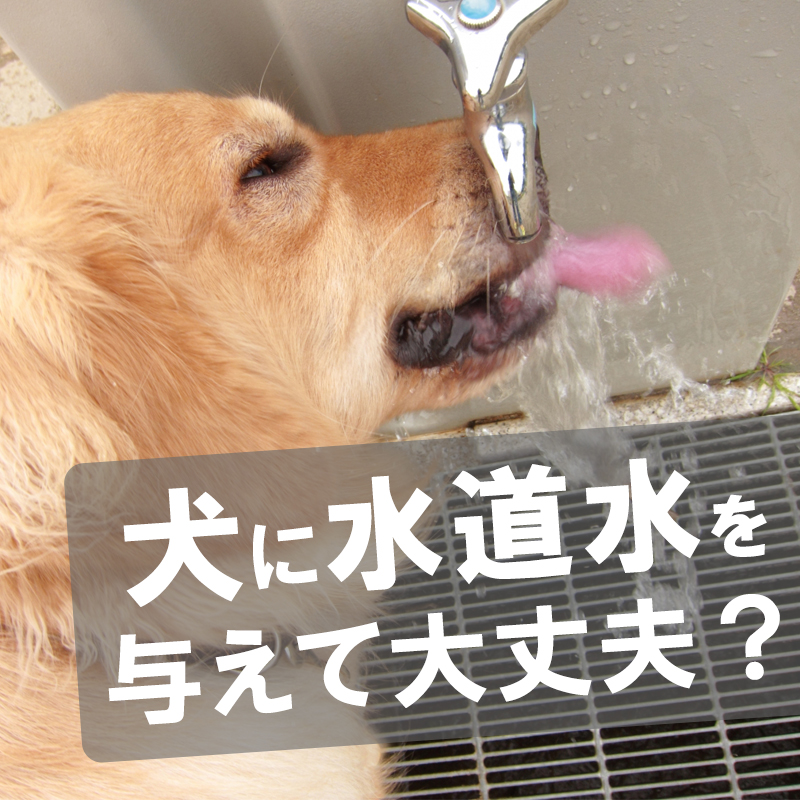 愛犬に与える水は水道水で大丈夫？注意点はある？