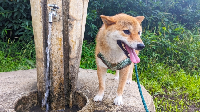 犬と水