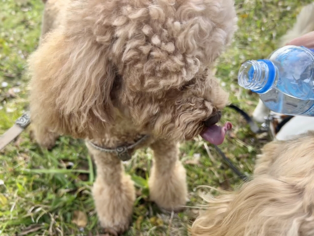 犬に水道水を与える