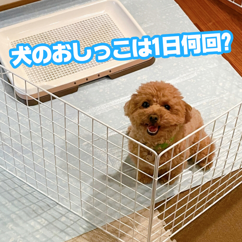 【獣医師監修】犬のおしっこは1日何回が普通？おしっこが増えたり減ったりする原因を解説