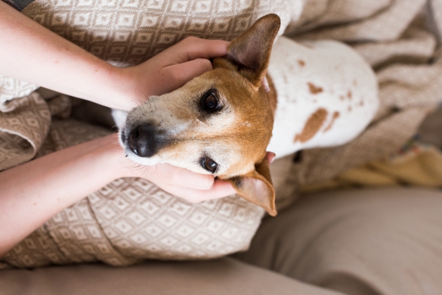 飼い主に寄り添う犬