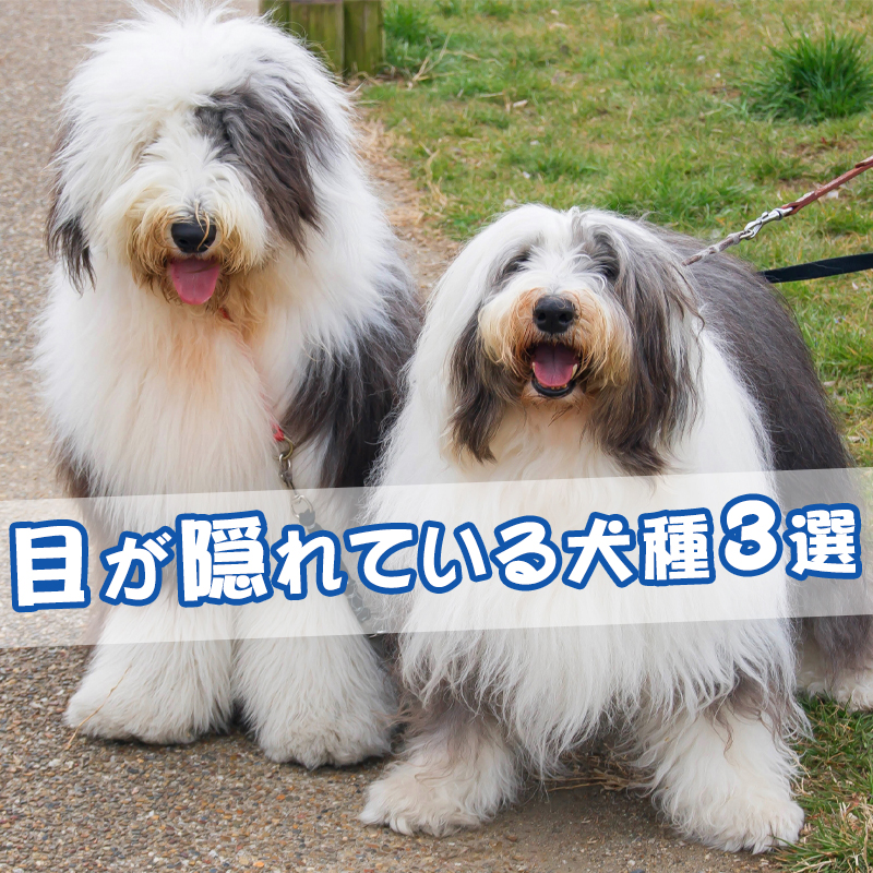 目が隠れている犬種3選！目の周りのケアには注意が必要？