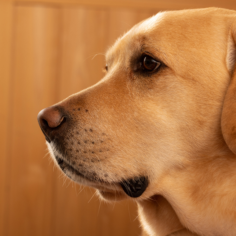 聴導犬にはどんな犬種がいる？仕事内容や向いている犬種についてご紹介！