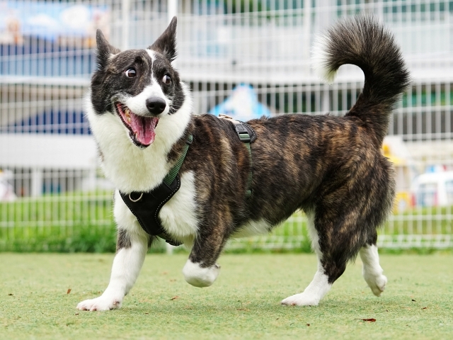 ウェルシュ・コーギー・カーディガン