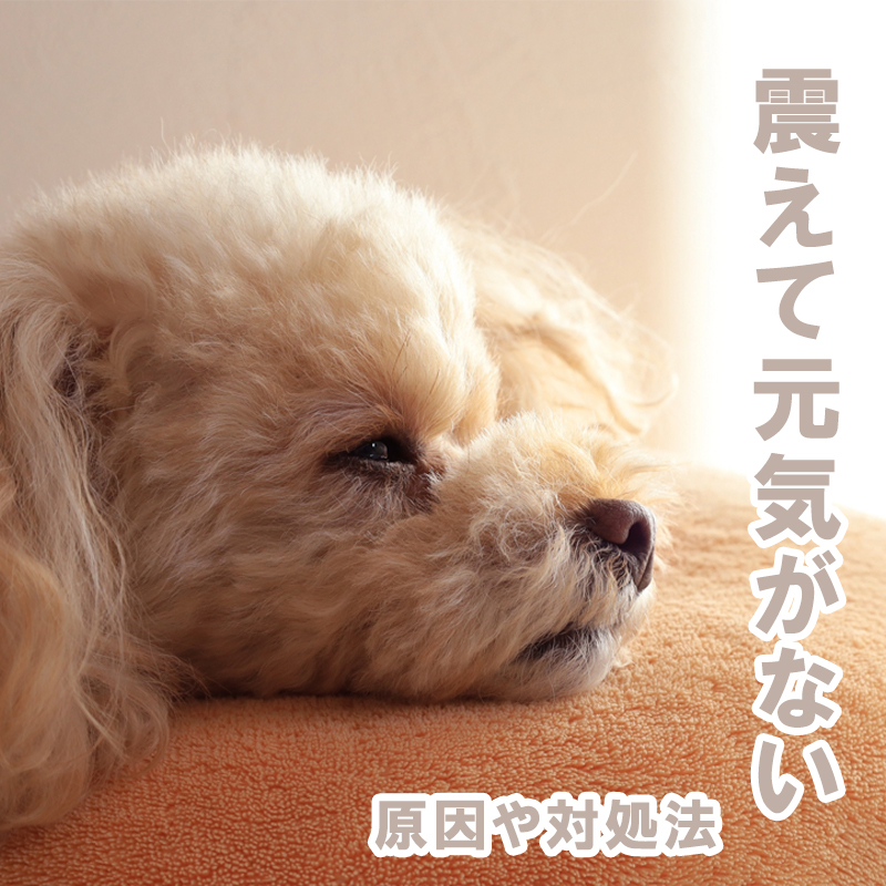 【獣医師監修】愛犬が震えていて元気がない！病院へ行くべき？原因や対処法は？