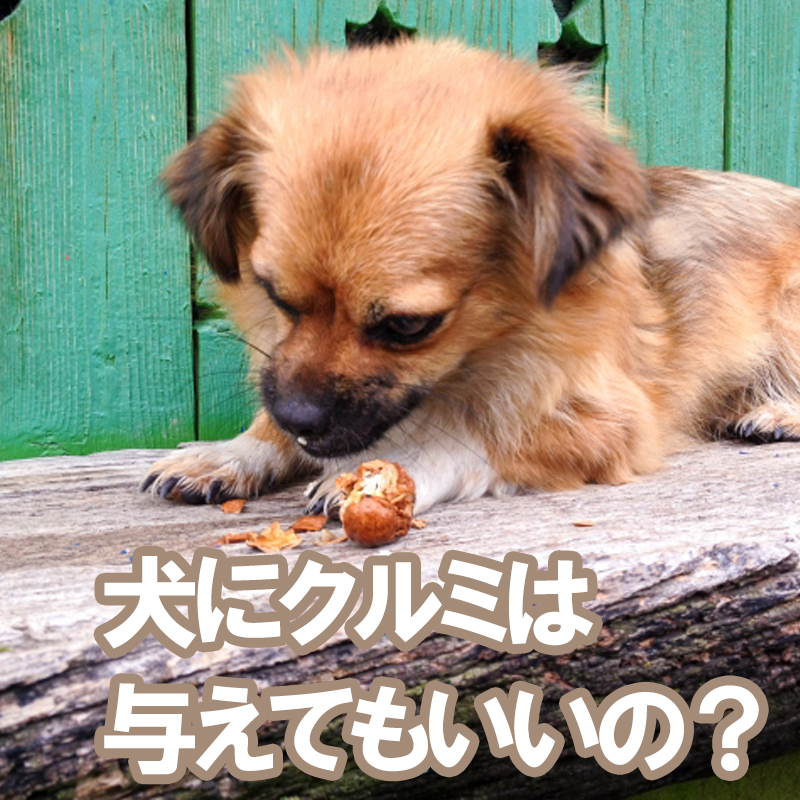 犬にクルミを与えても大丈夫？どんなリスクがある？