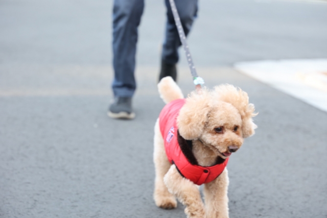 防寒着を着て散歩する犬