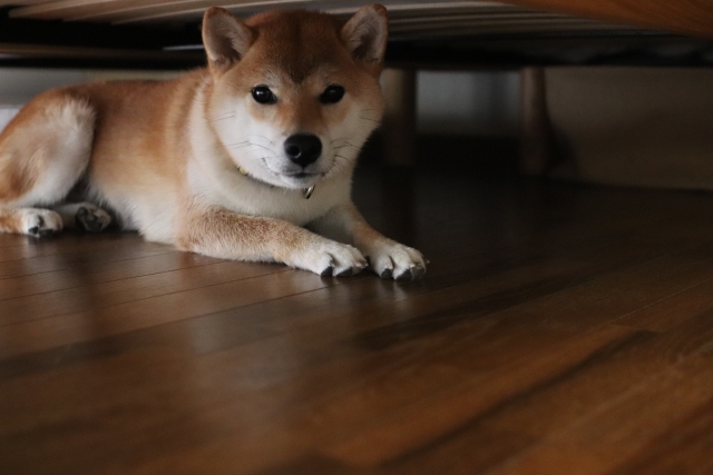 隠れぬ犬