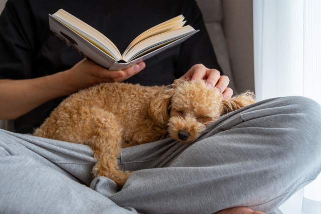 本を読む飼い主と休む犬