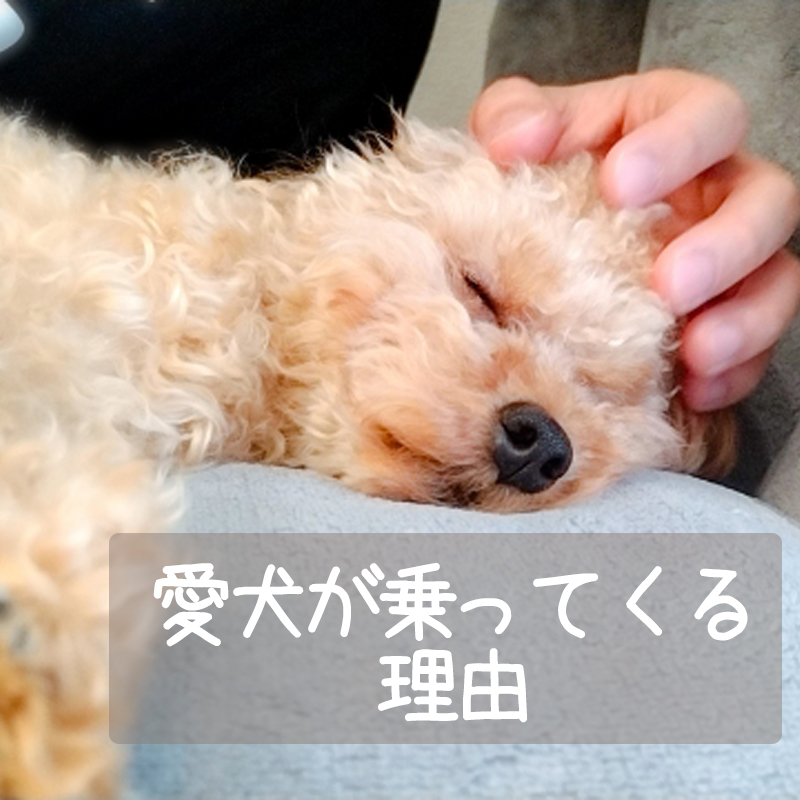 【ドッグトレーナー監修】愛犬が乗ってくるのはなぜ？その理由や対処法は？