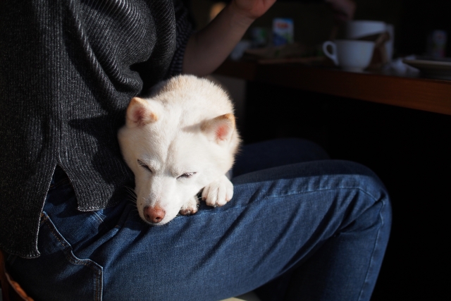 膝の上で寝る犬