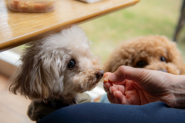 おやつを食べる犬