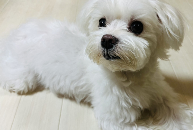 マルチーズ