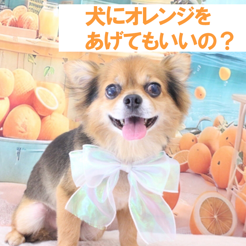 愛犬にオレンジを与えても良い？メリットや注意点は??