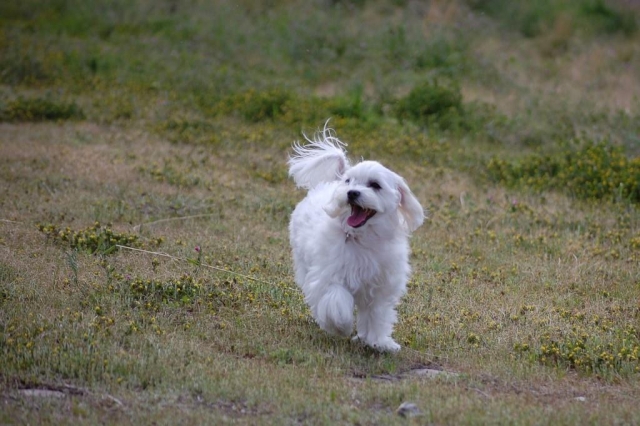 毛の長い白い犬