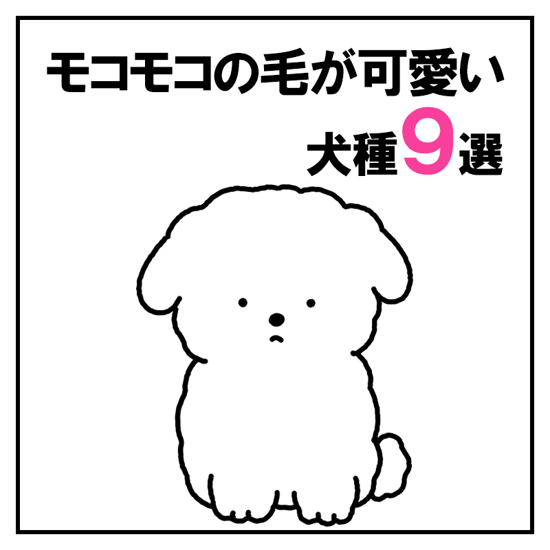 モコモコの毛が可愛い犬種9選！飼う時のコツや注意点とは？