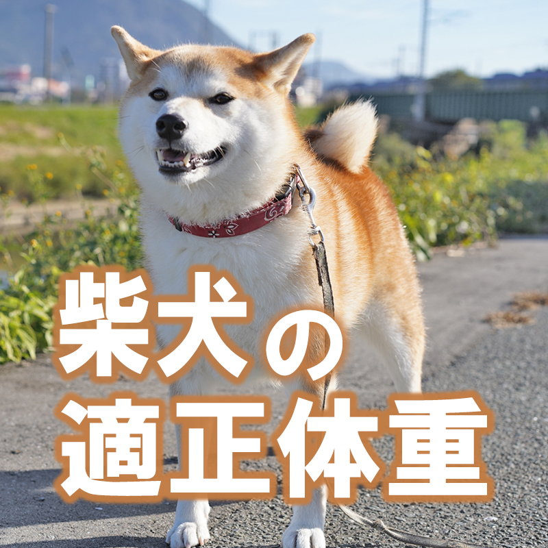 柴犬の適正体重はどのくらい？ダイエット法についても紹介！