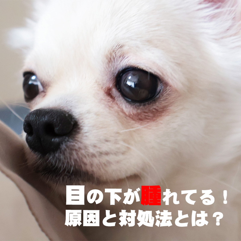 【獣医師監修】愛犬の目の下が腫れている！？原因や対処法は？