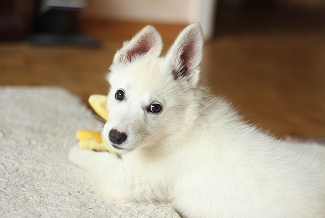 振り返る白い犬