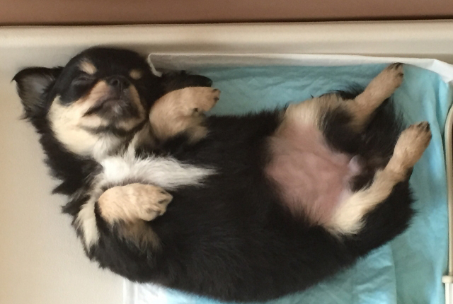 トイレで寝る犬