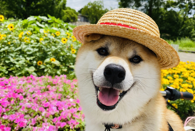 麦わら帽子を被って笑っている柴犬