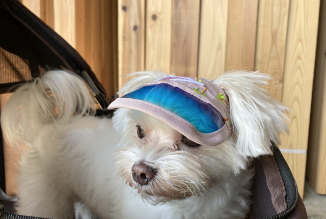 帽子を被る白い犬