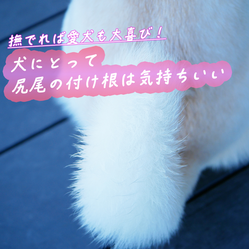 犬にとって尻尾の付け根は気持ちいい部分?撫でれば愛犬も大喜び?!