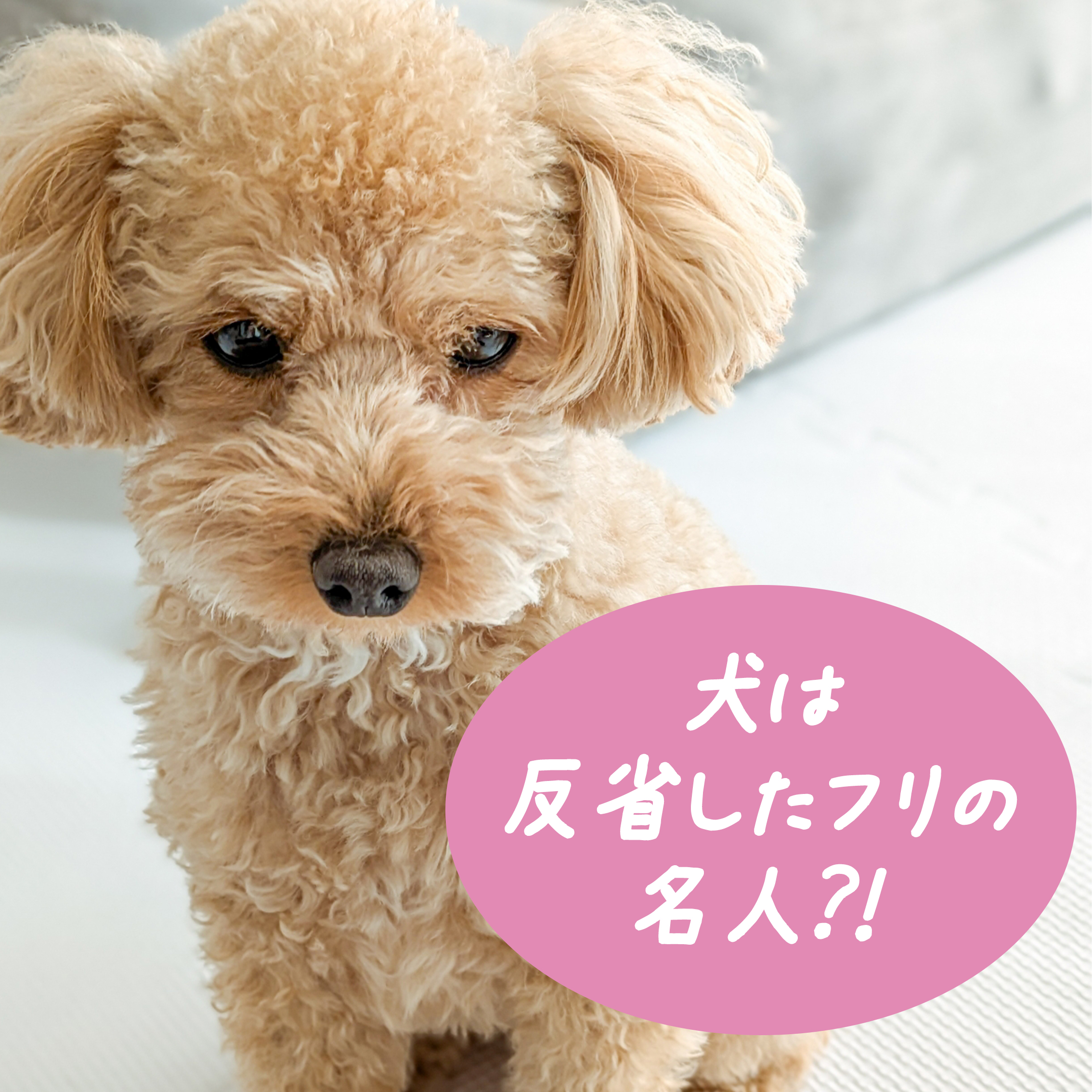 それ演技かも⁉愛犬の気持ちは叱った時にわかる！
