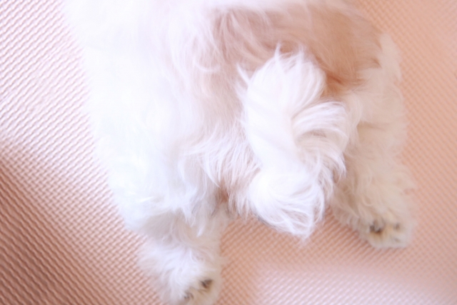子犬の伸びた後ろ足