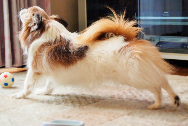 後ろ足を伸ばす犬