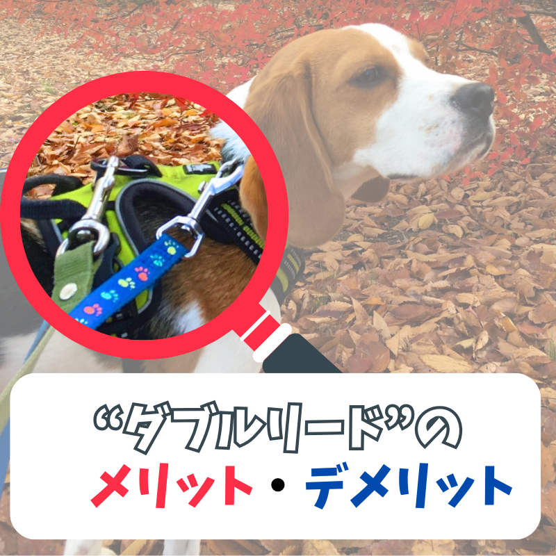 お出かけ時の「ダブルリード」で愛犬も飼い主さんも安心！ダブルリードのメリットと注意点