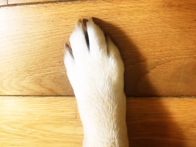 床に置かれた犬の手